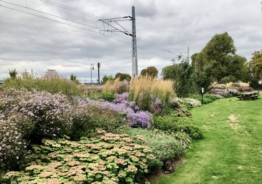 Staudebedet I Strandgateparken Ved Sporlinjen 2017 Ble Det Plantet En Ca. 150 Meter Lang Kombinasjonsbeplantning Med Ulike Typer Stauder I Hamar