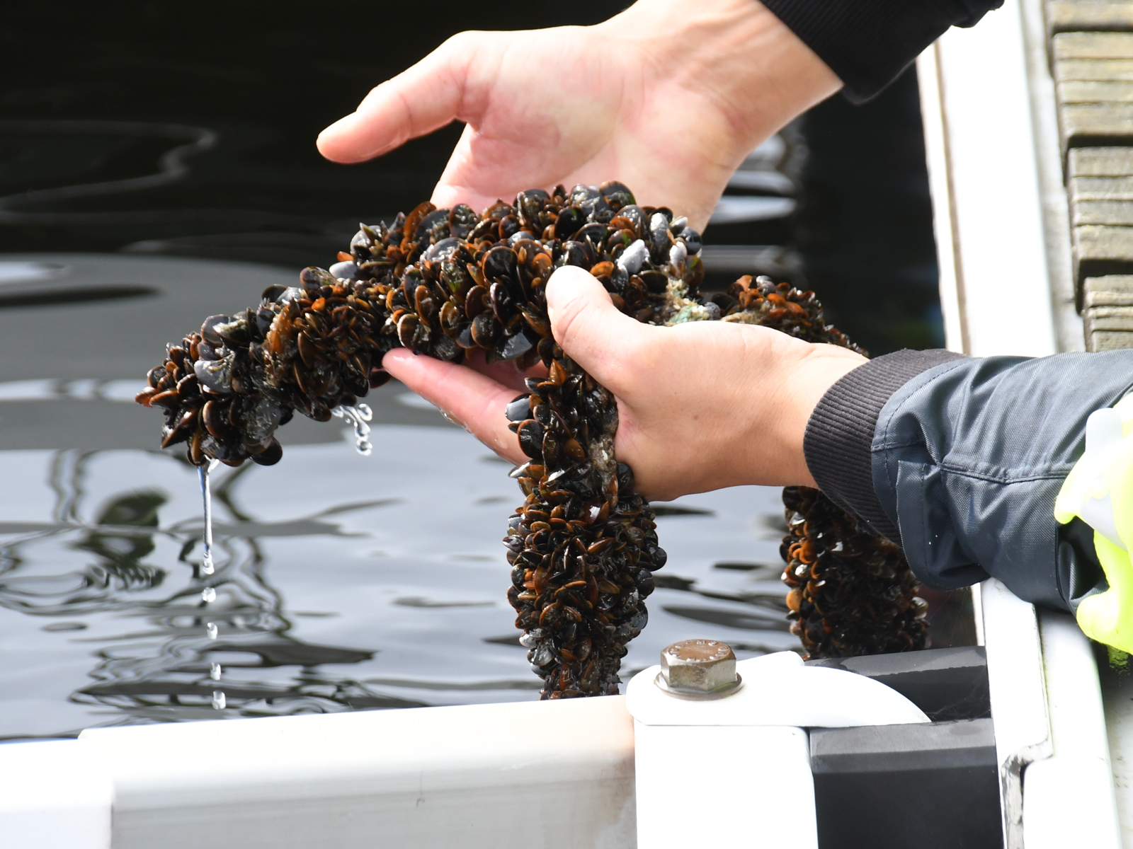 Foto av to hender som holder oppe klumper med blåskjell opp fra vannet.