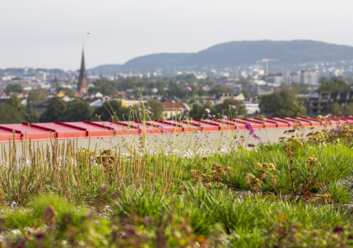 Grønt tak med rød kant, byen i bakgrunnen. Foto.