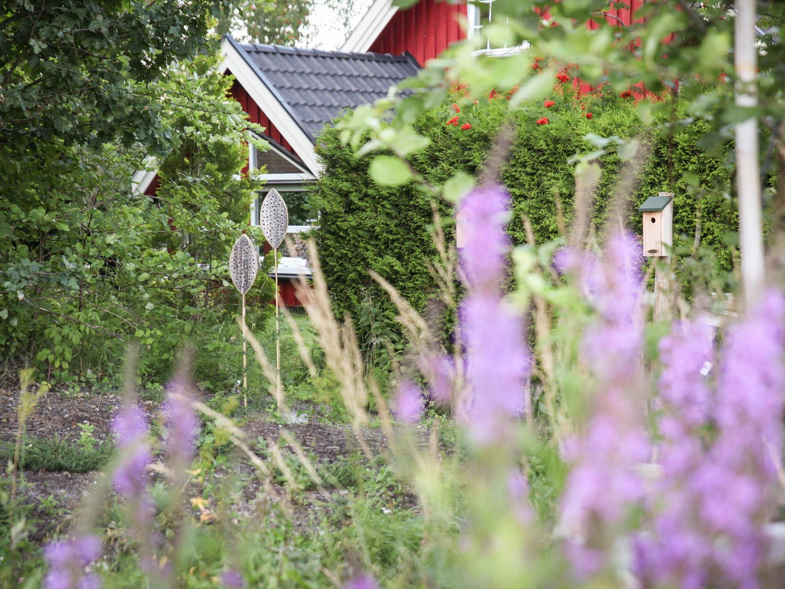 Foto av stauder, prydgress, insektshotell og fuglekasser, rødt hus i bakgrunnen.