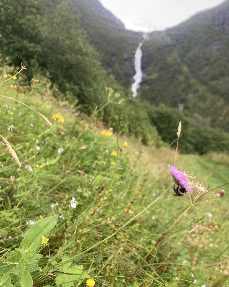 Fotografi av blomstereng i Luster, Sogn