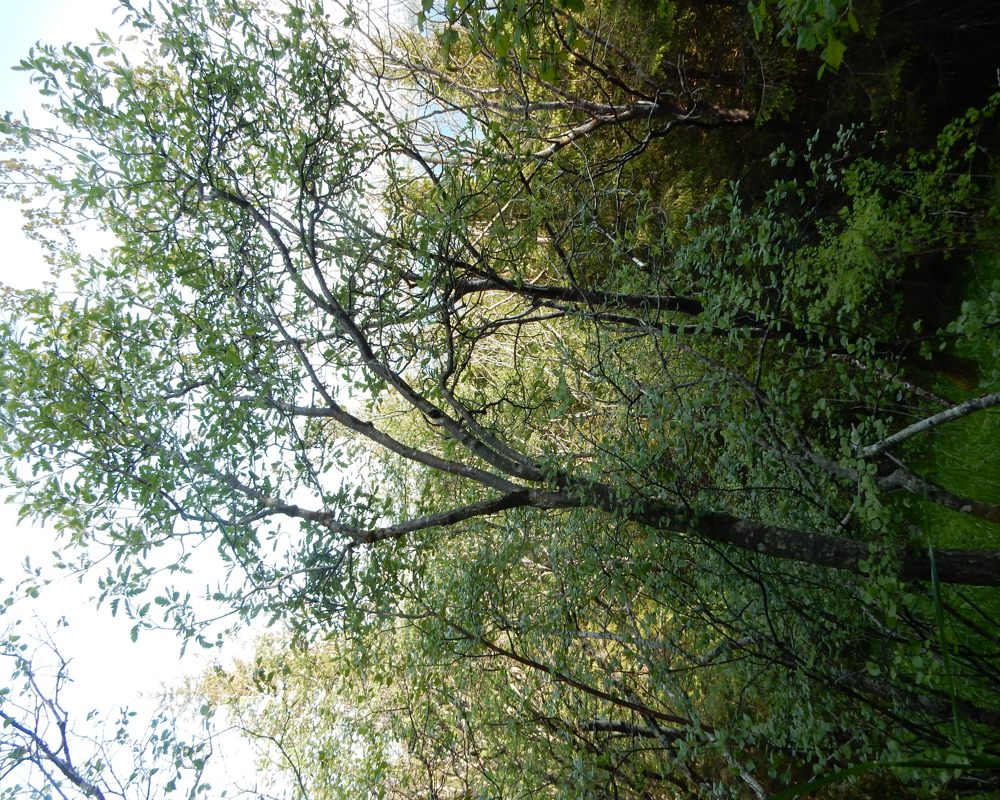 Foto av grønne løvtrær i naturen. 