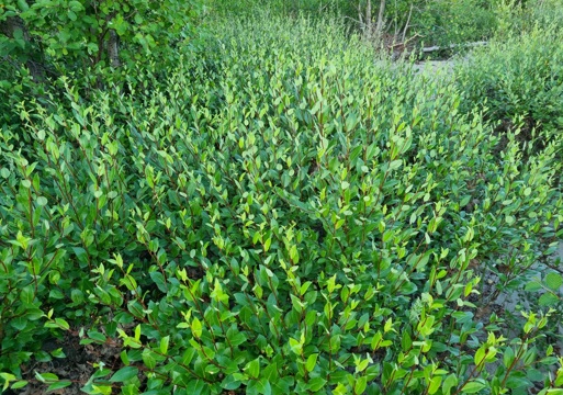 Foto av grønnvier planter ute i naturen. 