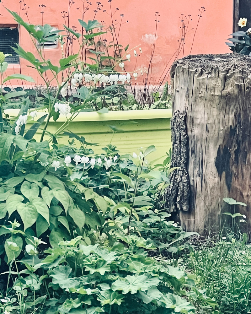 Foto av hvite løytnantshjerter