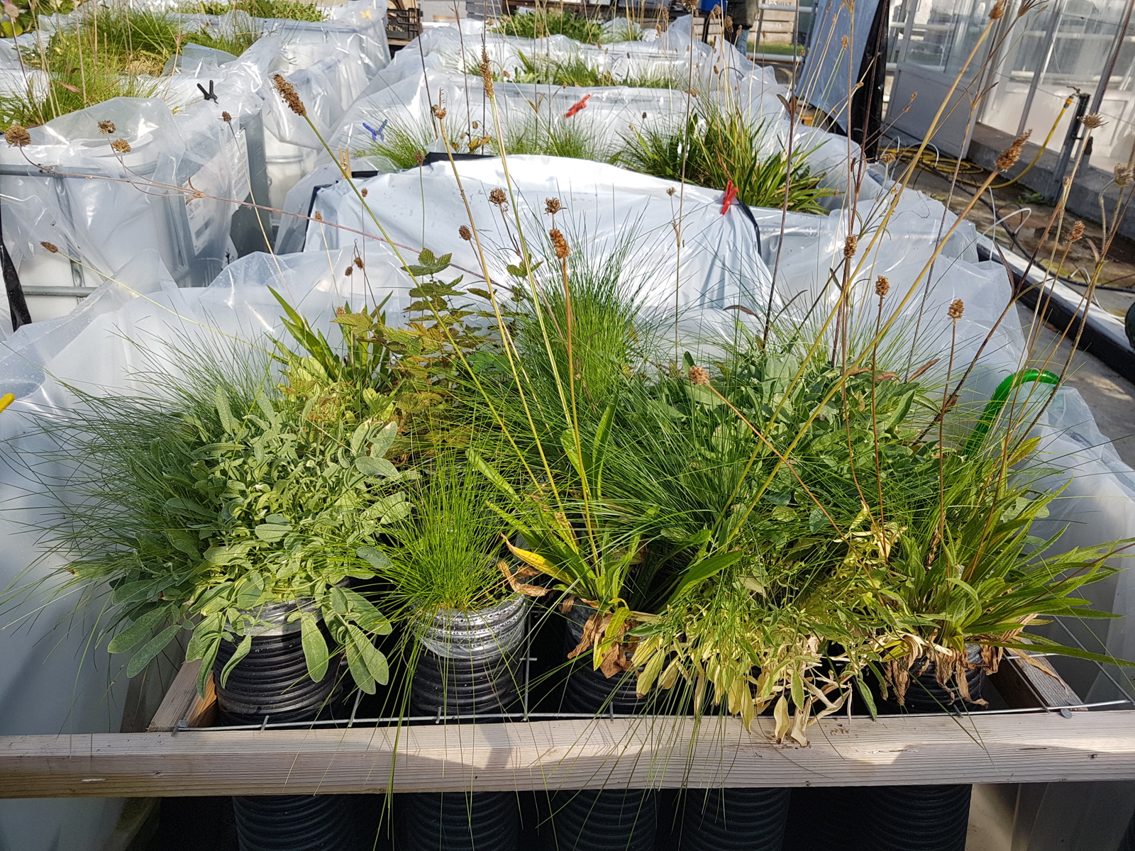 Foto av ulike stauder og gress plantet i rør.