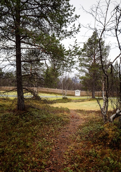 Lysning i skog, hvit report, tregjerde, snøkledd fjell i bakgrunnen. Foto.