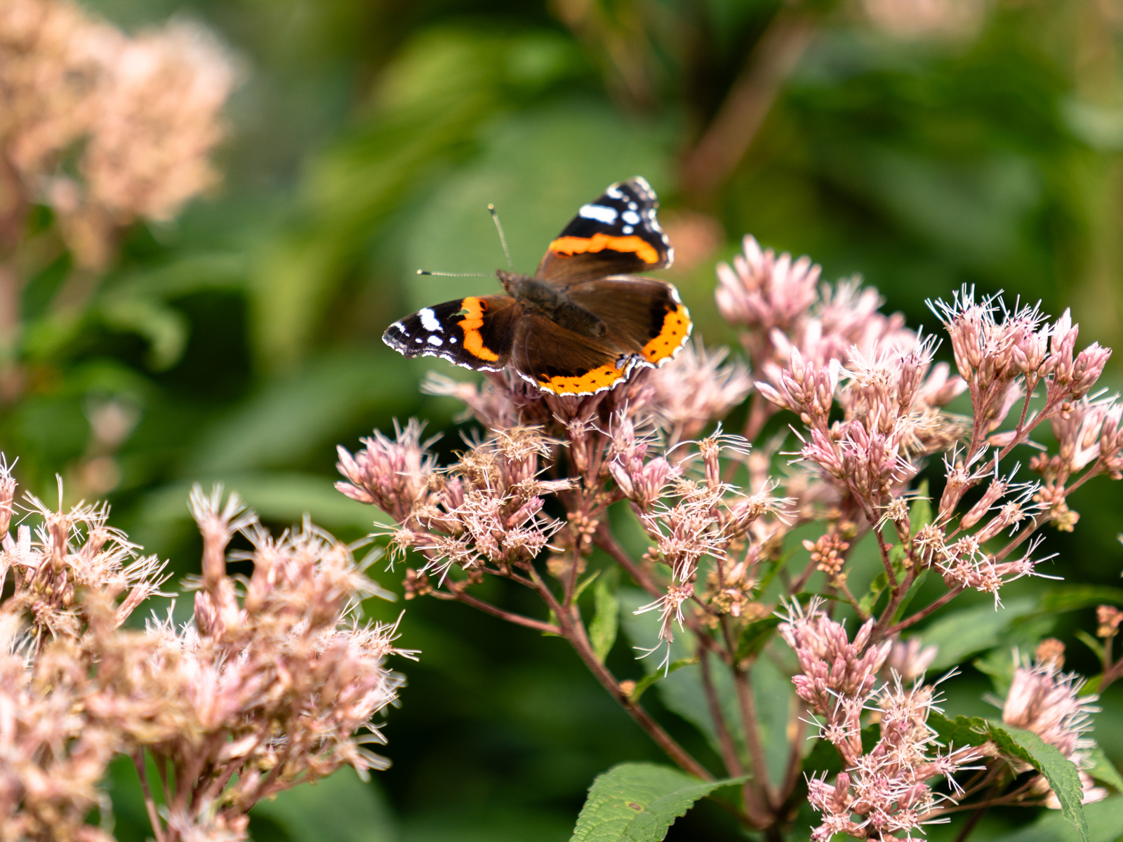 Nærfoto av en sommerfugl som sitter på en rosa plante. 