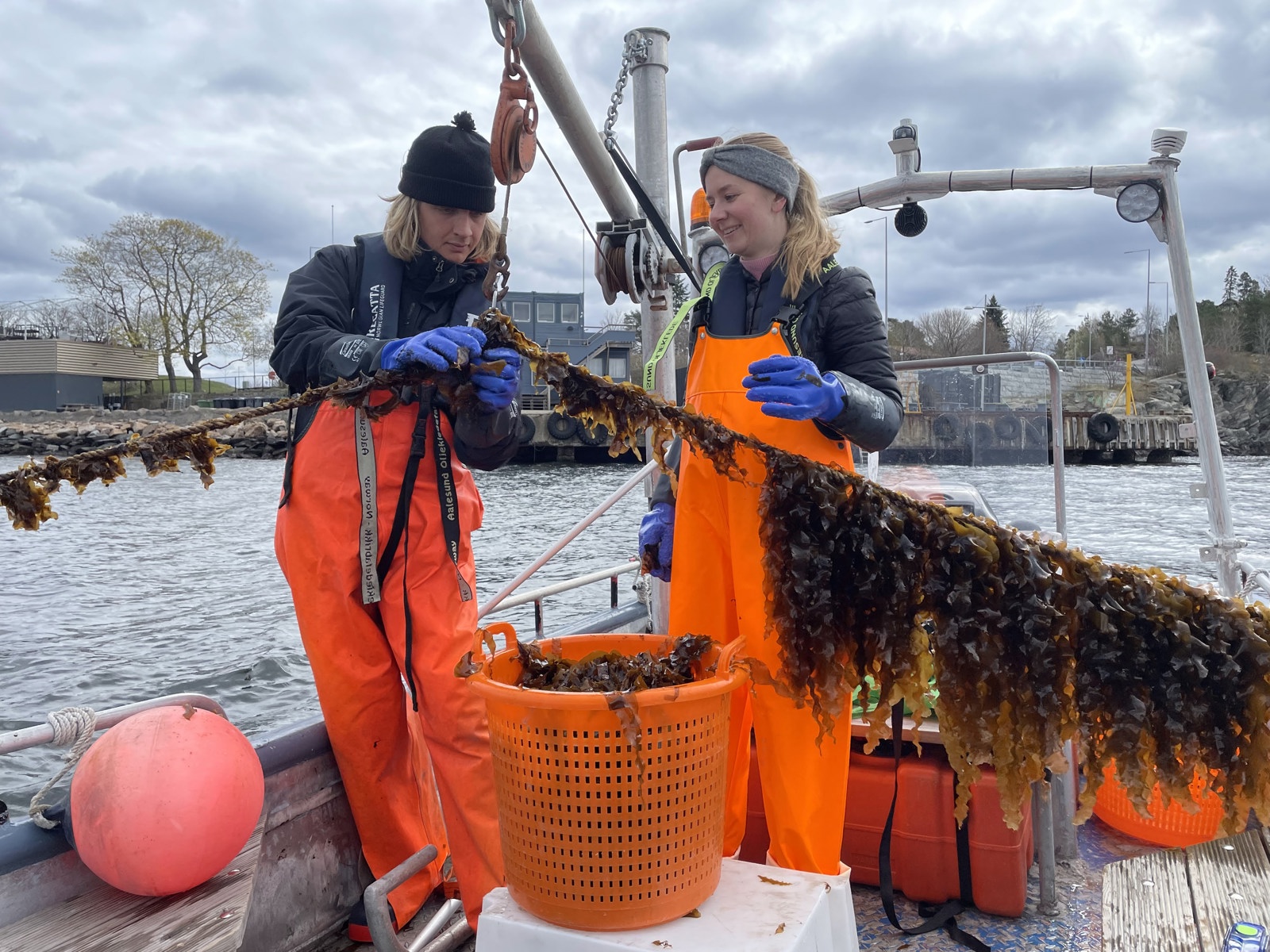 Foto av to mennesker på en båt som ser på tau fylt med tang.