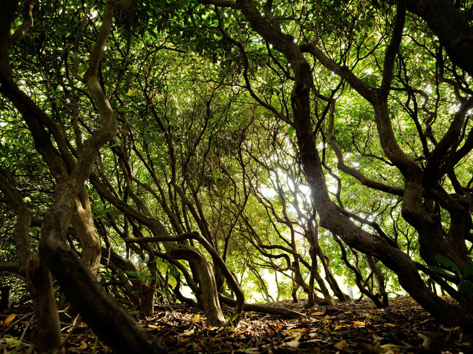 Foto fra innsiden av en rhododendron, som av stammer, grener og blader. 