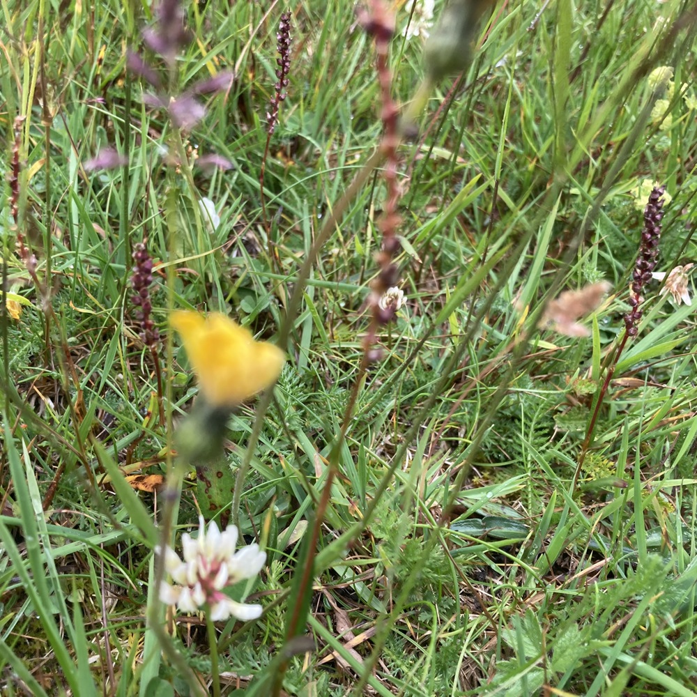 Fotografi tatt nærme av en blomstereng