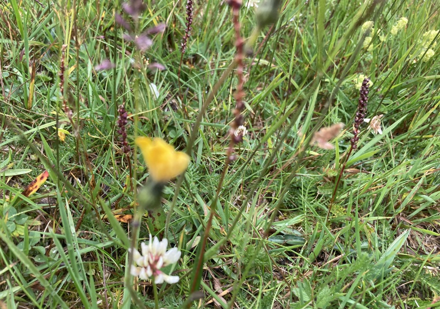 Fotografi tatt nærme av en blomstereng