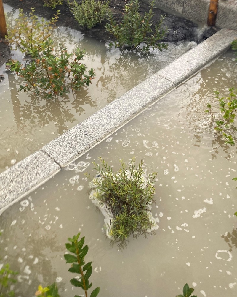 Overvannsbedd fylt med vann, busker og kant steiner stikker opp. Foto.