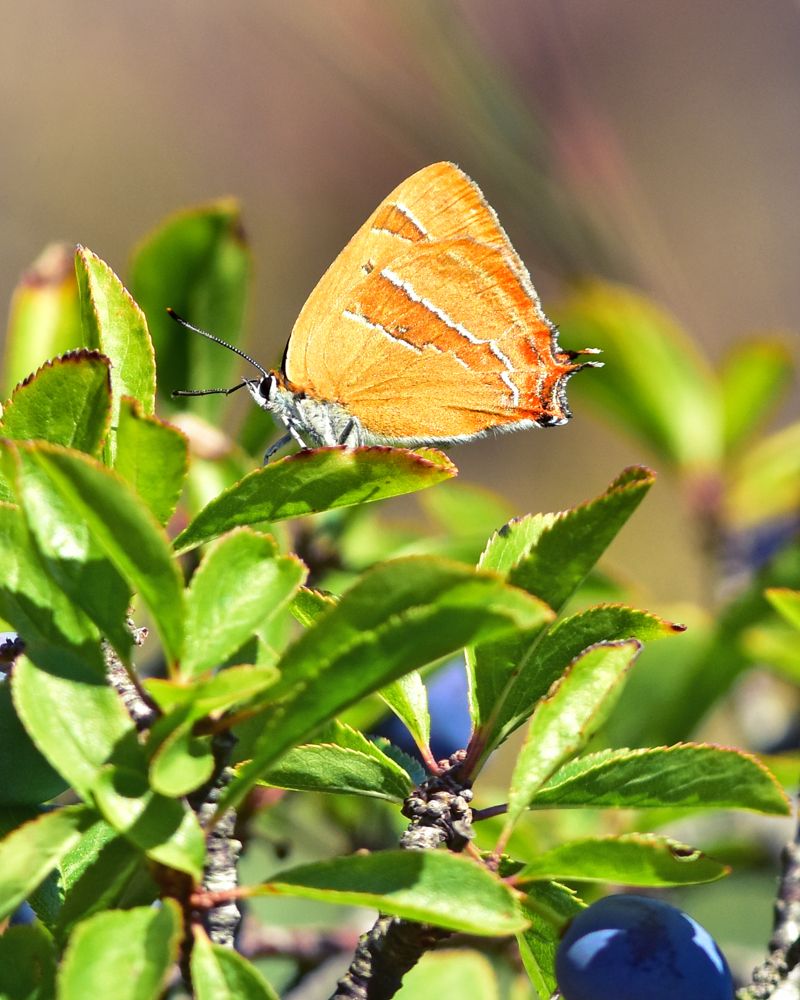 Slåpetornstjertvinge