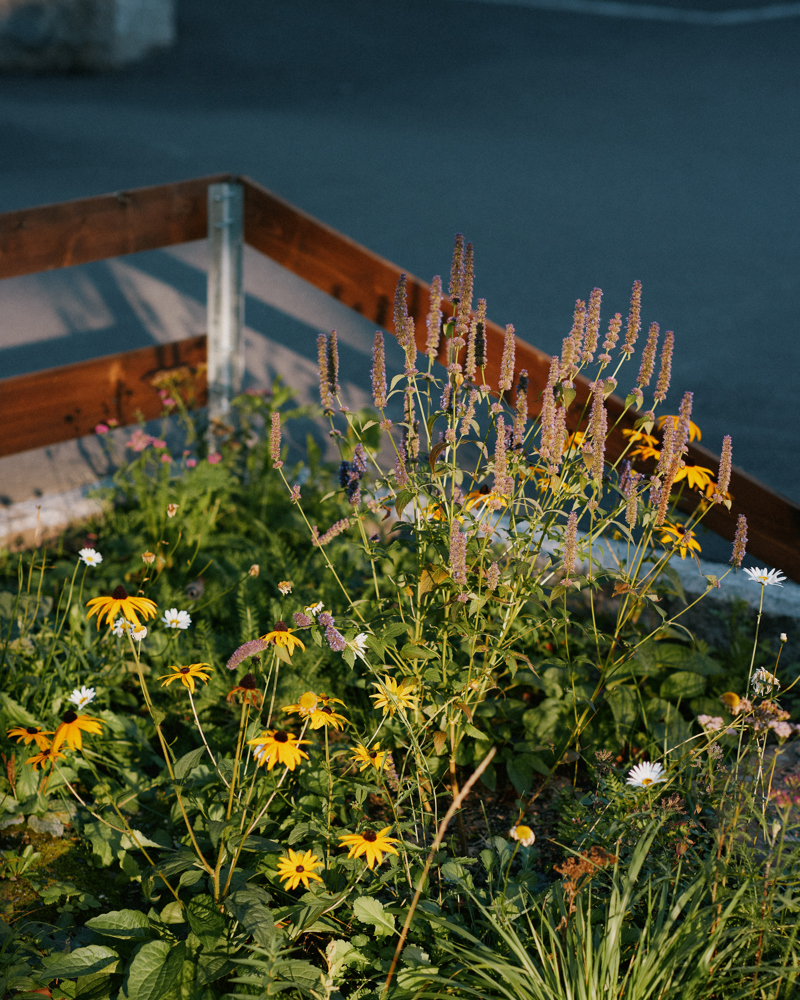 Nærfoto av ulike planter og blomster. 