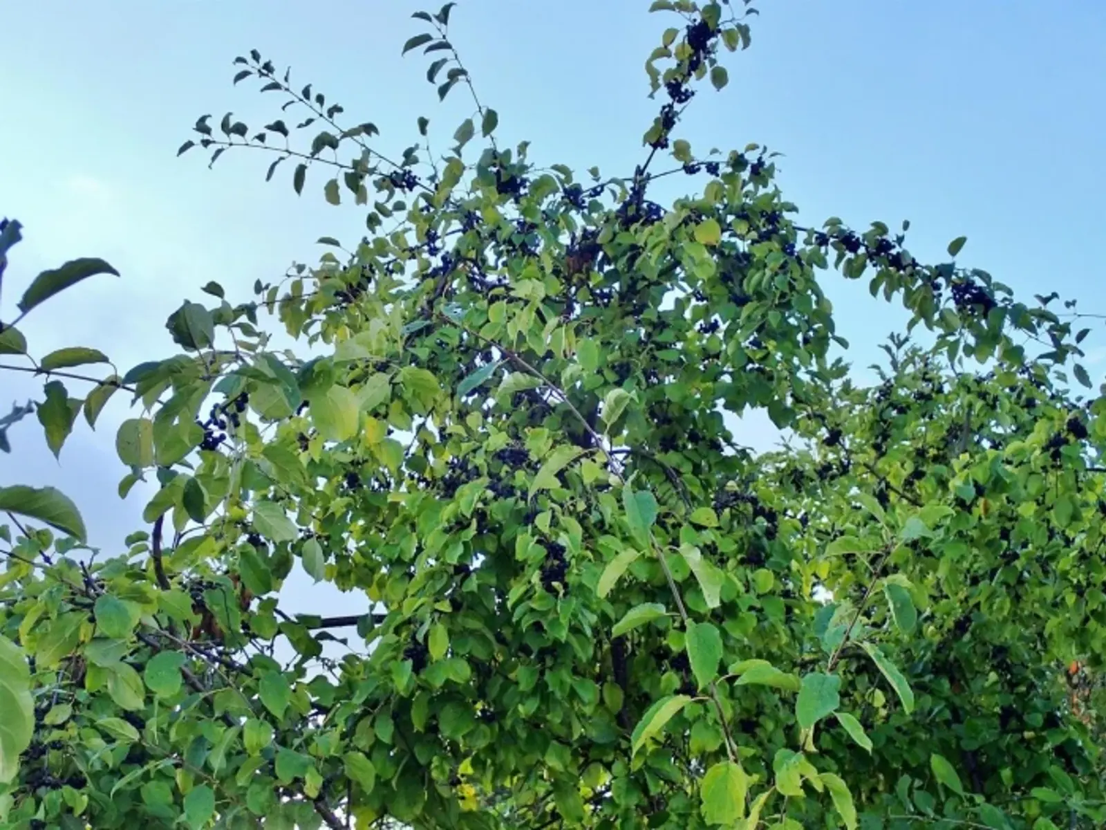 Rhamnus Cathartica