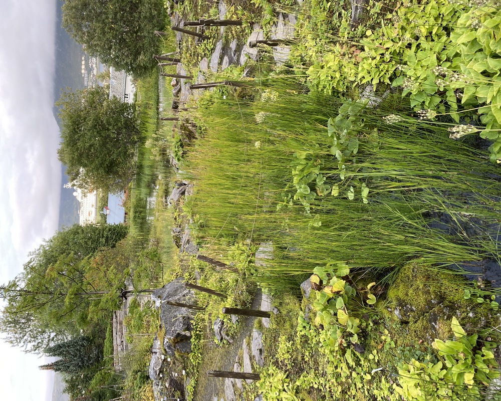 Foto av hengegras ute i Tromsø botaniske hage.