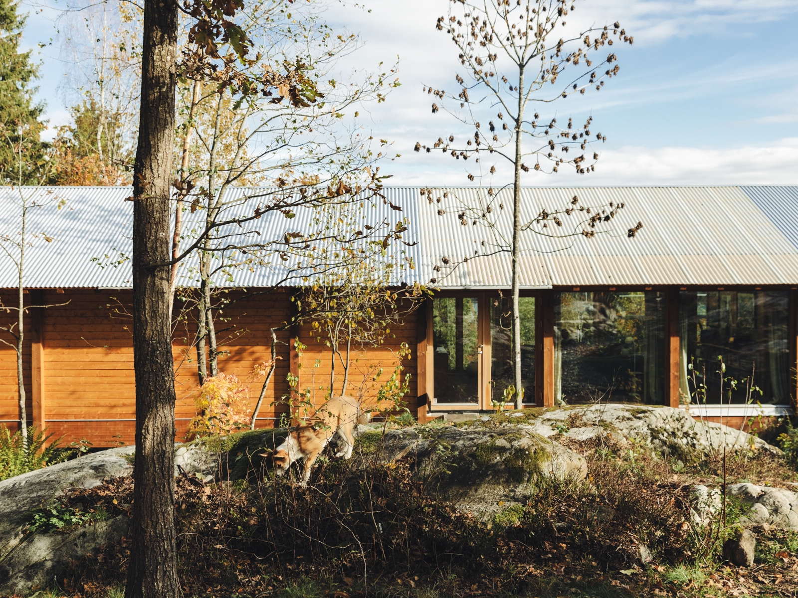 Eksteriør foto av langstrakt trehus, berg, tre og katt i forgrunnen. 