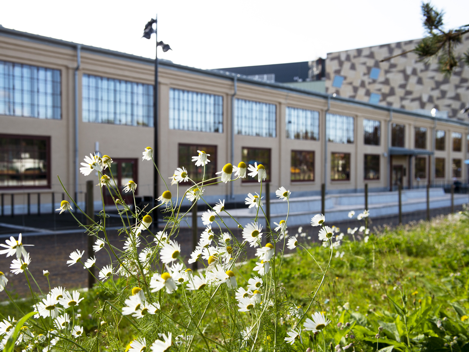 Prestekrage blomster i forgrunnen, bygg i bakgrunnen. Foto.