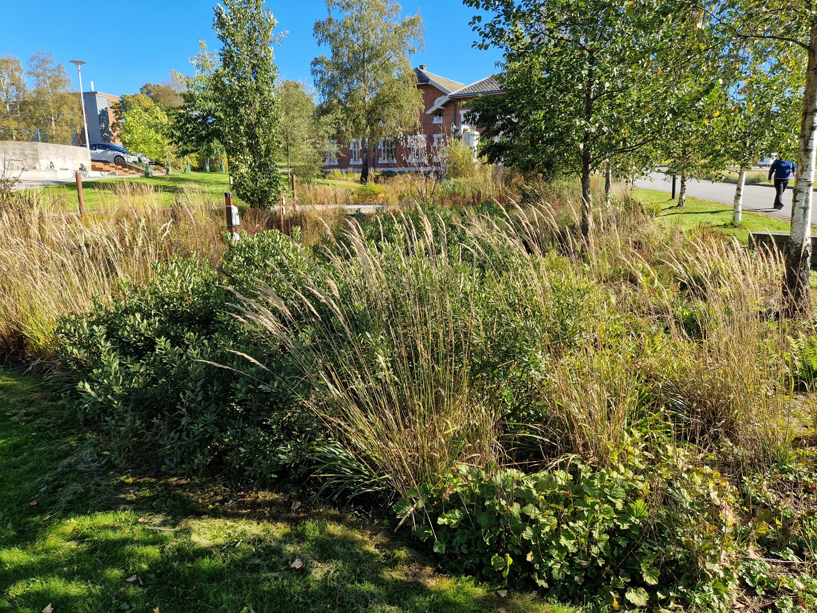 Foto av regnbed med mye ulik vegetasjon.