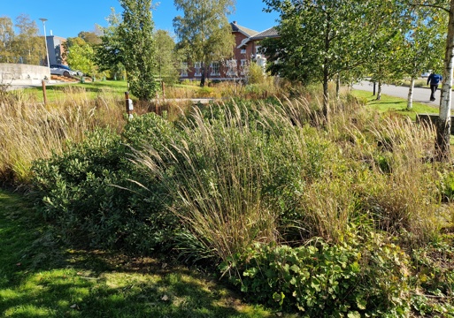 Foto av regnbed med mye ulik vegetasjon.