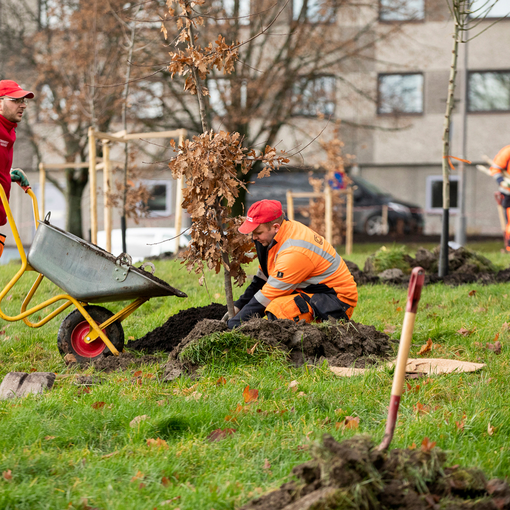 Menn i arbeidsklær planter trær, trillebår, spade, park. Foto.