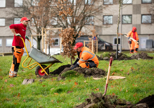 Menn i arbeidsklær planter trær, trillebår, spade, park. Foto.