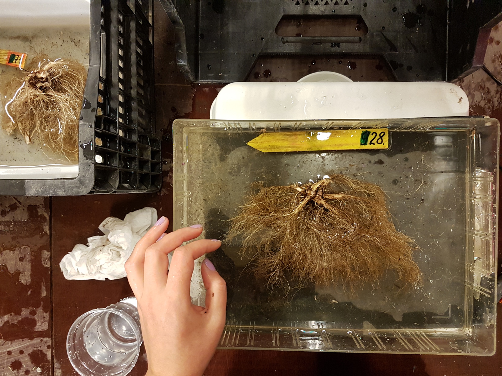 Foto av vasking av en rot fra en plante.