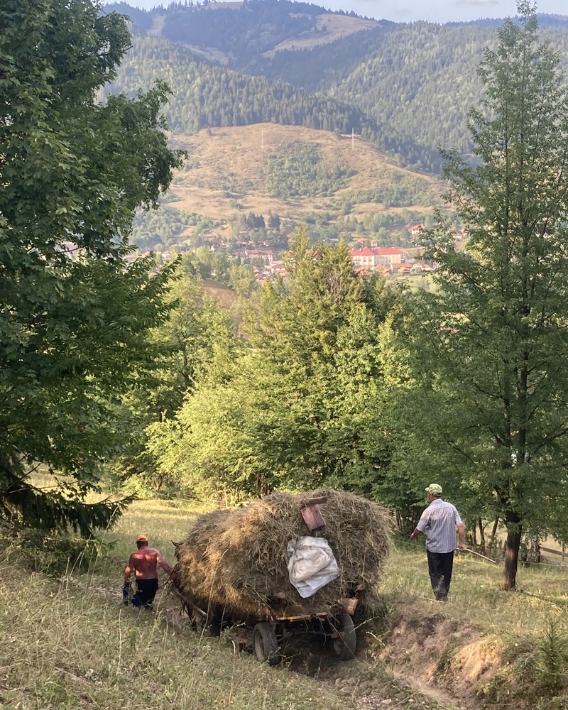 Fotografi av berging av høy i Gyimes, Transilvania, Romania