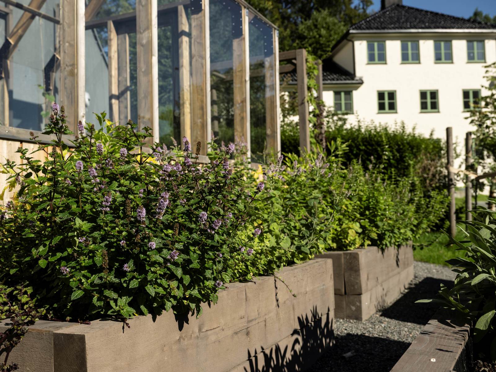 Foto av plantekasser utenfor et drivhus. 