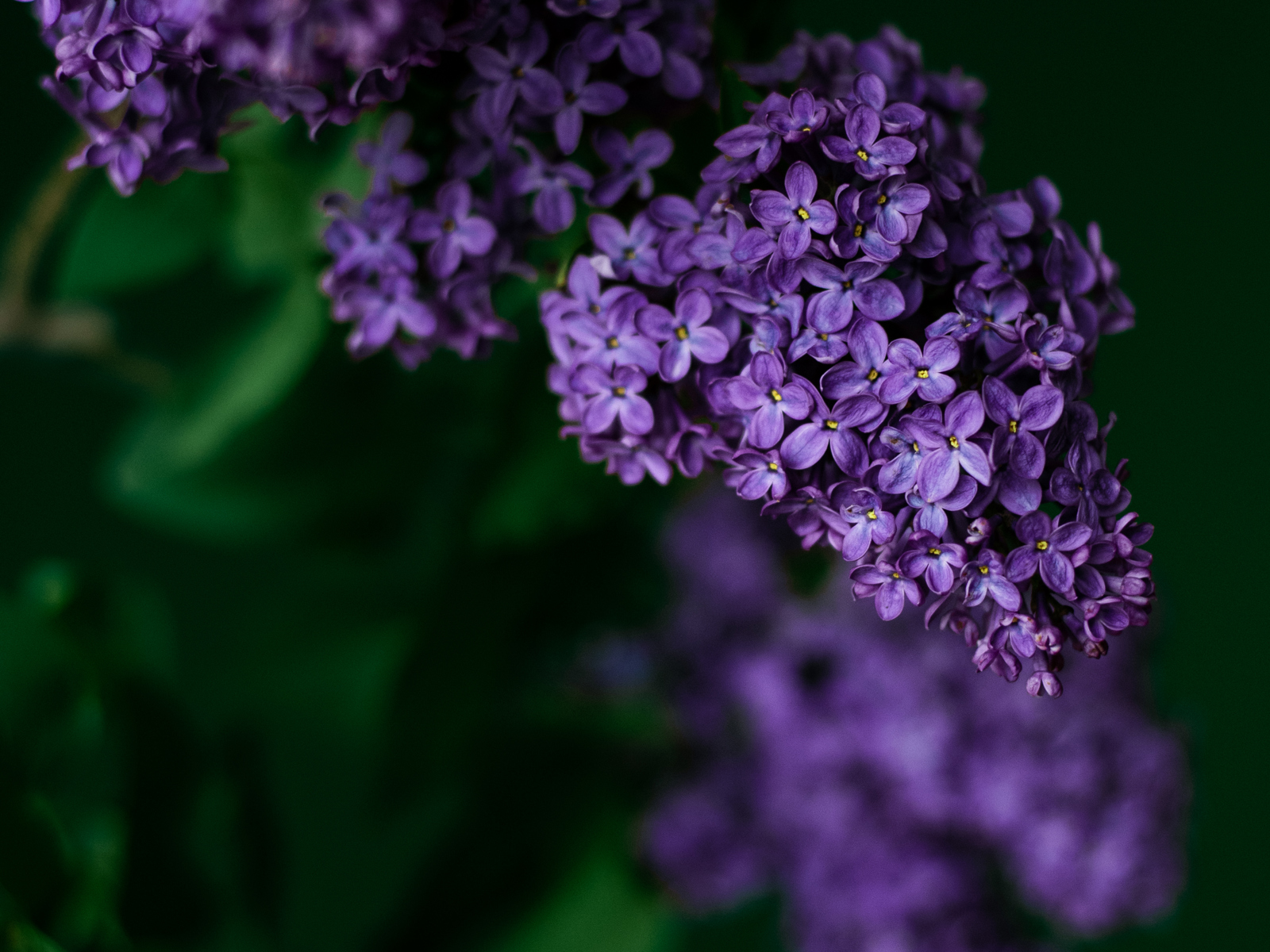 Nærfoto av en lilla syrin.