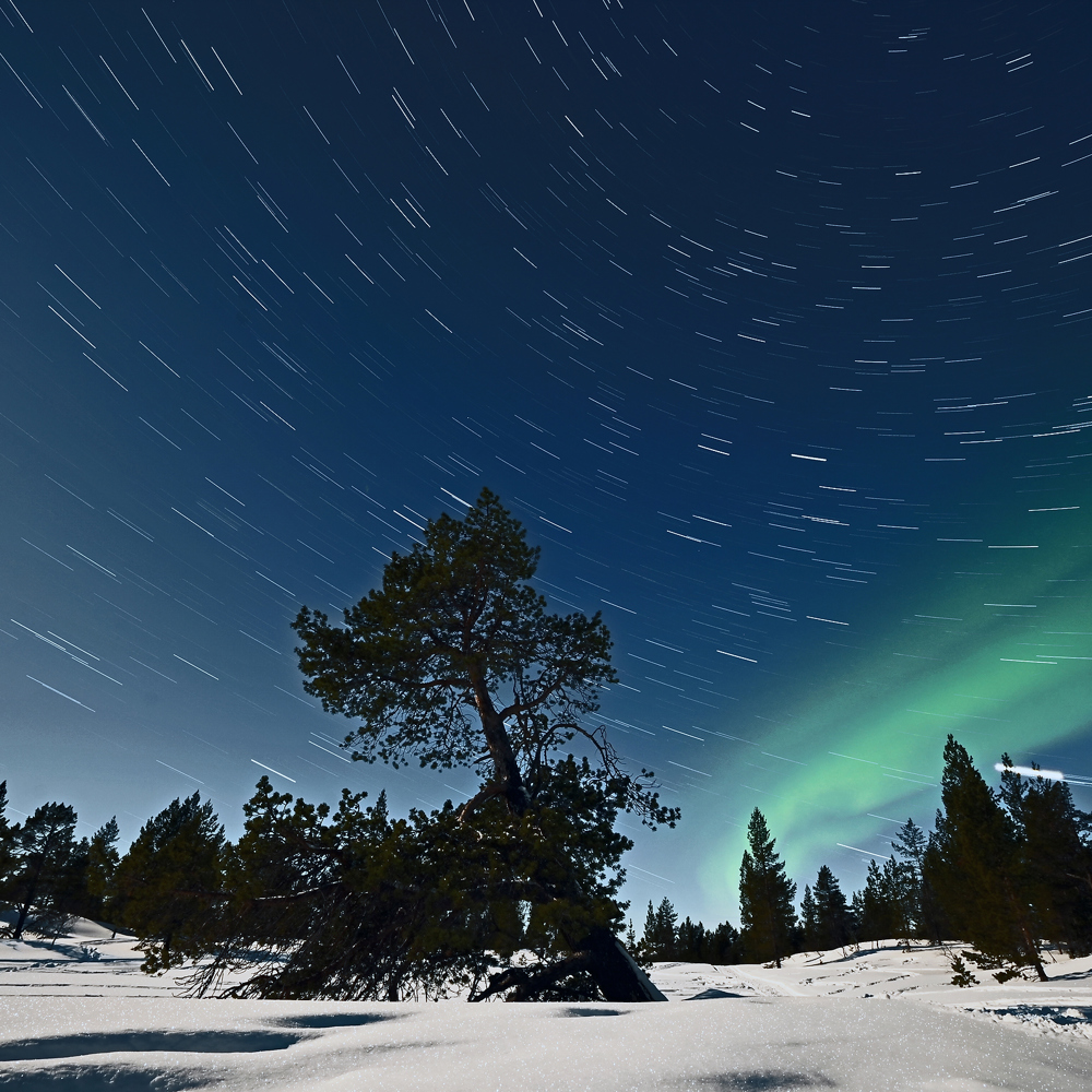 Stjernespor Fullmåne Og Nordlys, Øvre Pasvik Nasjonal Park