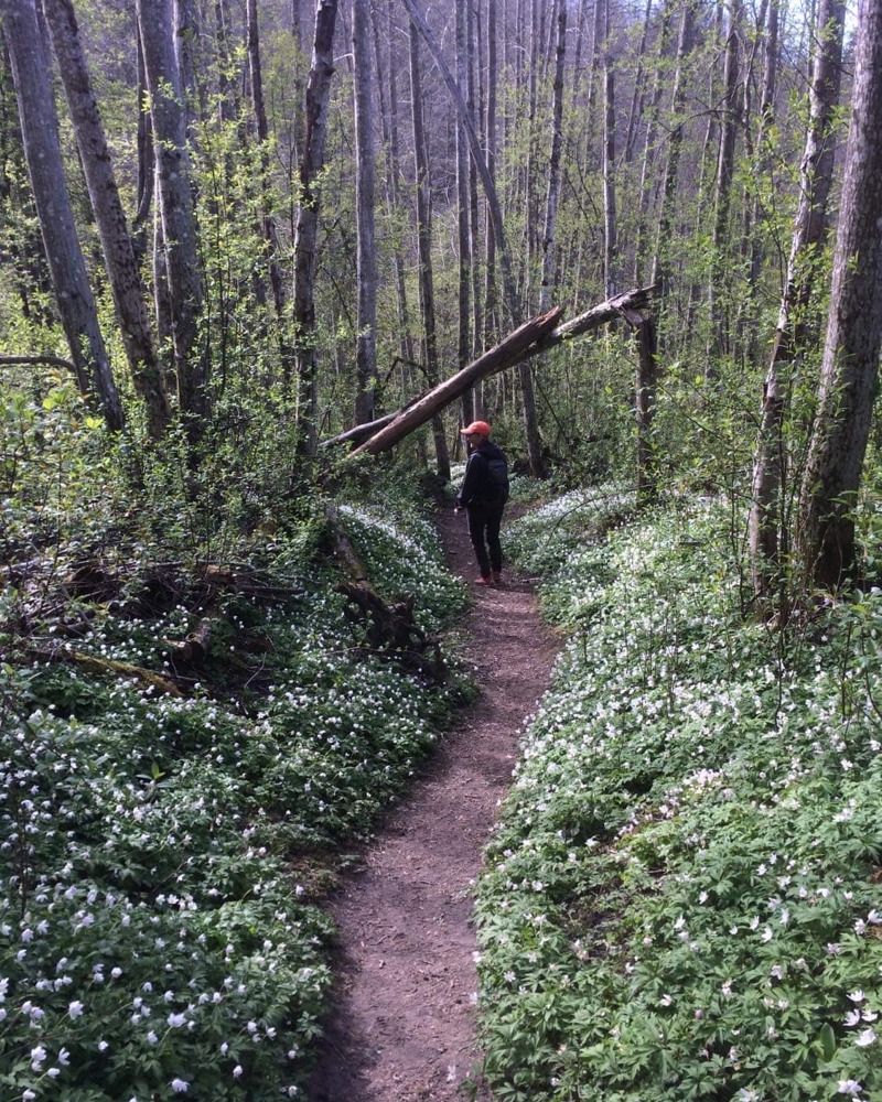 Ravine på Romerike med hvitveis